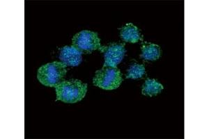 Immunofluorescence (IF) image for anti-Interleukin 8 (IL8) (AA 72-99) antibody (ABIN3031487)