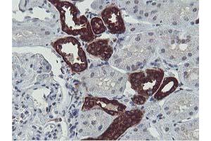 Immunohistochemical staining of paraffin-embedded Human Kidney tissue using anti-ERI1 mouse monoclonal antibody. (ERI1 Antikörper)