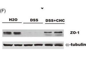 Western Blotting (WB) image for anti-Tight Junction Protein 1 (TJP1) (AA 1600-1700) antibody (ABIN1513706)