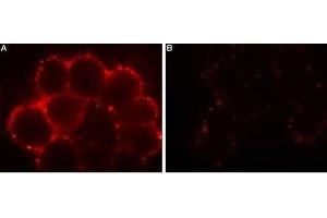 Expression of Orai1 in HEK-293 transfected cells - Cell surface detection of Orai1 in intact living HEK-293 cells expressing Orai1. (ORAI1 Antikörper  (Extracellular))