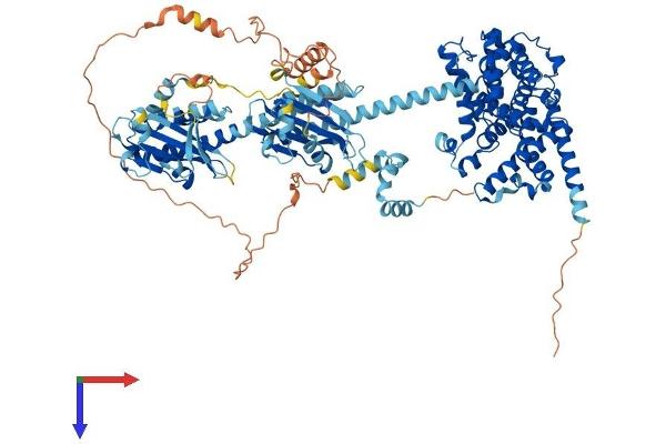 PDE11A Protein (AA 1-933) (His tag)