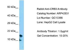 Western Blotting (WB) image for anti-Crumbs Homolog 3 (CRB3) (N-Term) antibody (ABIN2775638) (CRB3 Antikörper  (N-Term))