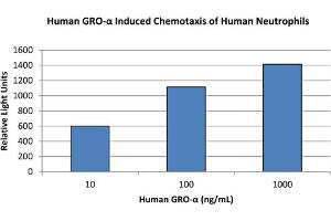 SDS-PAGE of Human Gro Alpha (CXCL1) Recombinant Protein Bioactivity of Human Gro Alpha (CXCL1) Recombinant Protein.