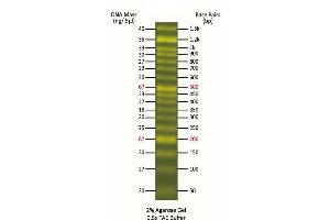 Agarose Gel Electrophoresis (AGE) image for FluoroBand™ 50 bp Fluorescent DNA Ladder (ABIN5662618)