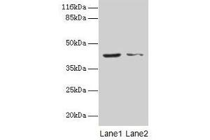 Western blot All lanes: MAPK13 antibody at 2 μg/mL Lane 1: Hela whole cell lysate Lane 2: A549 whole cell lysate Secondary Goat polyclonal to rabbit IgG at 1/10000 dilution Predicted band size: 43, 29 kDa Observed band size: 43 kDa (MAPK13 Antikörper  (AA 1-365))