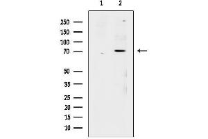 Western blot analysis of lysates from heat-shock treated COS-7, using Phospho-AML1 (Ser249) Antibody.