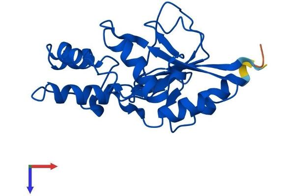 NT5C Protein (AA 1-201) (His tag)