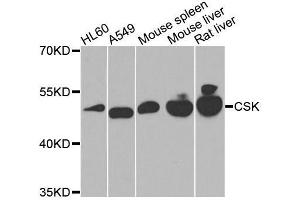 Western blot analysis of extracts of various cell lines, using CSK antibody. (CSK Antikörper  (AA 241-450))