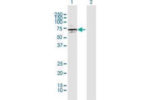 Western Blot analysis of ATP6V1H expression in transfected 293T cell line by ATP6V1H MaxPab polyclonal antibody. (ATP6V1H Antikörper  (AA 1-483))
