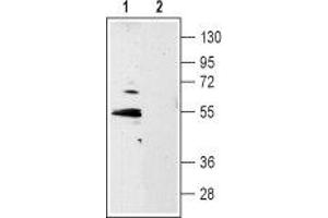 Western blot analysis of rat hippocampus lysate: - 1. (5HT1B Receptor Antikörper  (Extracellular, N-Term))