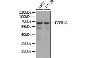 Western blot analysis of extracts of various cell lines, using FCER1A antibody (ABIN3022489, ABIN3022490, ABIN1512901 and ABIN6218851). (Fc epsilon RI/FCER1A Antikörper  (AA 26-205))
