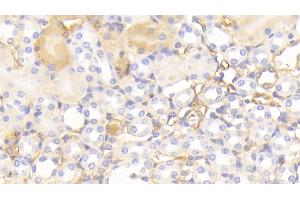 Detection of APOA1 in Mouse Kidney Tissue using Polyclonal Antibody to Apolipoprotein A1 (APOA1) (APOA1 Antikörper  (AA 25-264))