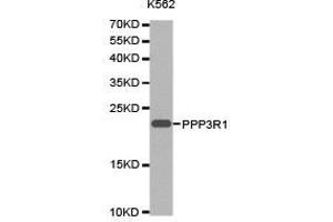 Western Blotting (WB) image for anti-Protein Phosphatase 3, Regulatory Subunit B, alpha (PPP3R1) antibody (ABIN1874237)