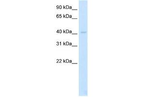 WB Suggested Anti-LDB2 Antibody Titration:  2.