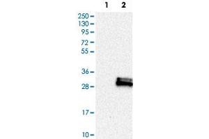 Western Blot analysis of Lane 1: negative control (vector only transfected HEK293T cell lysate) and Lane 2: over-expression lysate (co-expressed with a C-terminal myc-DDK tag in mammalian HEK293T cells) with PAEP polyclonal antibody . (PAEP Antikörper)
