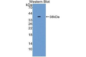 Western Blotting (WB) image for anti-Neuregulin 4 (NRG4) (AA 1-62) antibody (ABIN1869542) (Neuregulin 4 Antikörper  (AA 1-62))