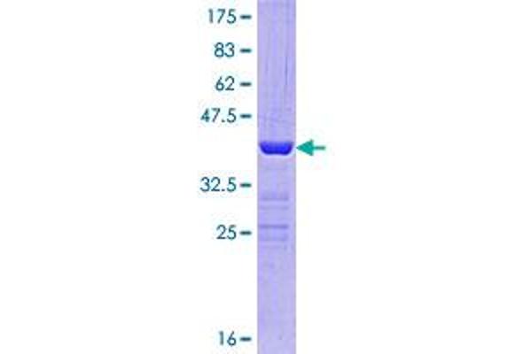 POLR2J2 Protein (AA 1-115) (GST tag)