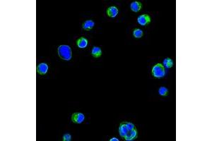 Confocal immunofluorescence analysis of HL60 cells using CD18 mouse mAb (green). (Integrin beta 2 Antikörper)