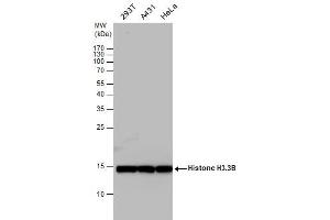 WB Image Histone H3. (Histone H3.3B Antikörper  (full length))