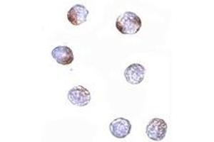 Immunohistochemistry (IHC) image for anti-Kelch-Like 15 (KLHL15) (C-Term) antibody (ABIN1030470) (KLHL15 Antikörper  (C-Term))