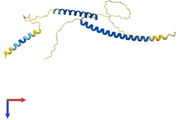 MXD1 Protein (AA 1-227) (His tag)