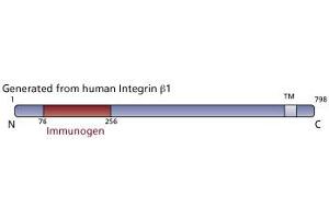 Image no. 4 for anti-Integrin beta 1 (ITGB1) (AA 76-256) antibody (ABIN967992) (ITGB1 Antikörper  (AA 76-256))