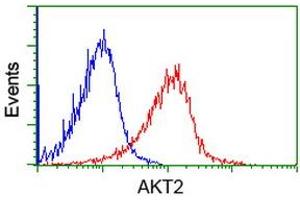 Image no. 1 for anti-V-Akt Murine Thymoma Viral Oncogene Homolog 2 (AKT2) antibody (ABIN1496565) (AKT2 Antikörper)