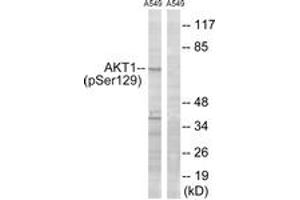 Western blot analysis of extracts from A549 cells treated with PMA 125ng/ml 30', using Akt (Phospho-Ser129) Antibody. (AKT1 Antikörper  (pSer129))