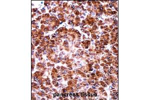 USO1 Antibody (C-term) ((ABIN657956 and ABIN2846901))immunohistochemistry analysis in formalin fixed and paraffin embedded human pancreas tissue followed by peroxidase conjugation of the secondary antibody and DAB staining. (USO1 Antikörper  (C-Term))