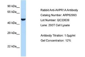 Western Blotting (WB) image for anti-Arginine Vasopressin Receptor 1A (AVPR1A) (C-Term) antibody (ABIN2789327)