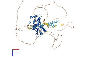 SENP1 Protein (AA 1-640) (His tag)