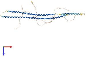Keratin 75 Protein (KRT75) (AA 1-551) (His tag)