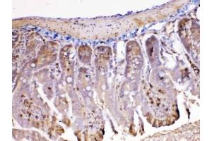 IHC testing of FFPE mouse intestine tissue with Ada antibody at 1ug/ml. (ADA Antikörper  (AA 2-241))