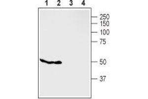 Western blot analysis of rat pancreas (lanes 1 and 3) and mouse MS1 cells (lanes 2 and 4): - 1,2. (G Protein-Coupled Receptor 119 Antikörper  (2nd Cytoplasmic Loop))