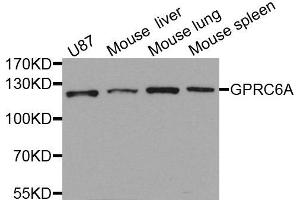 Western blot analysis of extracts of various cells, using GPRC6A antibody. (GPRC6A Antikörper)