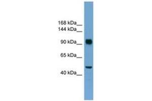 Image no. 1 for anti-Retinoblastoma Protein (Rb Protein) (N-Term) antibody (ABIN6745232) (Retinoblastoma Protein (Rb) Antikörper  (N-Term))