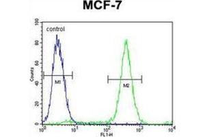 Flow cytometric analysis of MCF-7 cells using QTRTD1 Antibody (C-term) Cat. (QTRTD1 Antikörper  (C-Term))