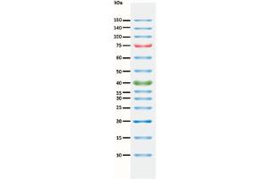 SDS-PAGE (SDS) image for ExcelBand™ 3-color Pre-stained Protein Ladder, Regular Range (ABIN5662603) (ExcelBand™ 3-color Pre-stained Protein Ladder, Regular Range)