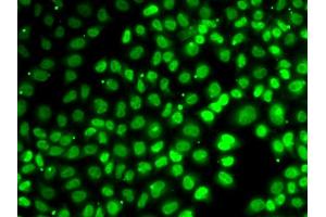 Immunofluorescence analysis of A549 cells using XPO5 antibody (ABIN5974114).