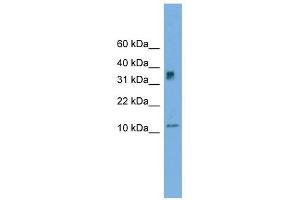 C15orf40 antibody used at 1 ug/ml to detect target protein.