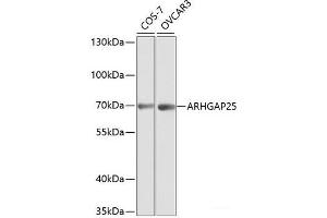 ARHGAP25 Antikörper