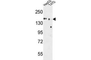 Western Blotting (WB) image for anti-Golgi Glycoprotein 1 (GLG1) antibody (ABIN3004342) (GLG1 Antikörper)