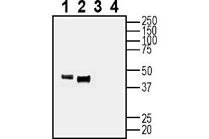 Western blot analysis of mouse brain membranes (lanes 1 and 3) and rat brain synaptosomes (lanes 2 and 4): 1-2.
