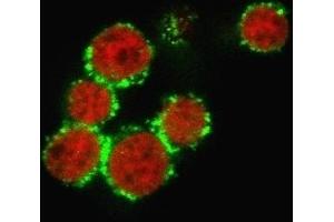 Immunofluorescence (IF) image for anti-CD47 (CD47) antibody (ABIN6941211)
