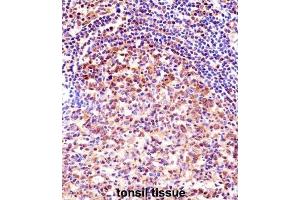 Immunohistochemistry (IHC) image for anti-Transcription Elongation Factor A Protein 1 (TCEA1) antibody (ABIN2998218) (TCEA1 Antikörper)