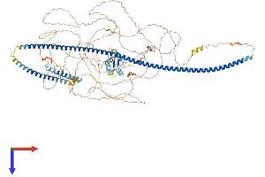RAB11FIP3 Protein (AA 1-1047) (His tag)