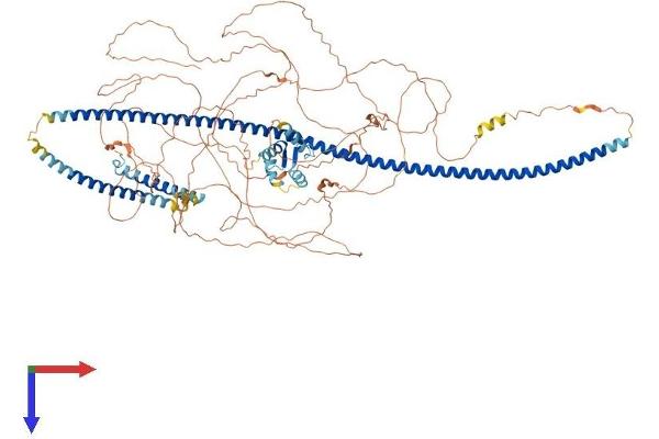 RAB11FIP3 Protein (AA 1-1047) (His tag)