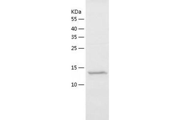 POLR2J2 Protein (AA 1-115) (His tag)