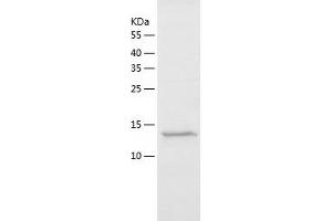 Western Blotting (WB) image for Polymerase (RNA) II (DNA Directed) Polypeptide J2 (POLR2J2) (AA 1-115) protein (His tag) (ABIN7124523)
