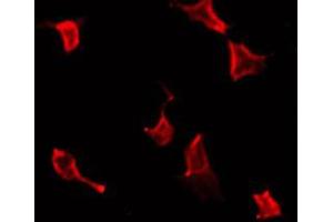 ABIN6267343 staining 293 by IF/ICC.